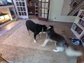 Thunder and Soraya playing