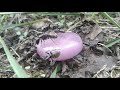 SERIES - Huge Black Carpenter Ants On Purple Candy - Part 2 of 3