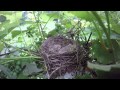 Robin Feeding Hatchlings in the Rain