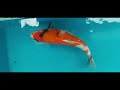 Koi breeding from spawning to egg to 6 month old Showa tosai