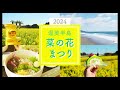 伊良湖菜の花ガーデン　菜の花畑でアクティビティが楽しめる（2024渥美半島菜の花まつり）