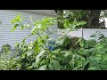 2024 Interdependent Web garden tour