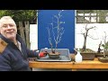 HOW to grow Bonsai from CHEAP Nursery Plants: Fuji Cherry (Part 1)