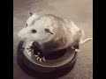 Possum on roomba with Styx