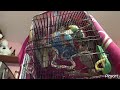 SWINGING AND CHIRPING (4K WATCH HOUR) #budgie #pets #chirpingbirds