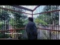 Burung Jalak Kebo Gacor Full isian - MAsteran Jalak Kebo Pagi Hari Eps 398