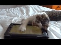 Timba on iPad. Cat Toy App.