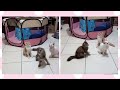 @cc.cutecats FUNNY KITTENS : PLAYING WITH A CAT TEASER TOY #cat #catlover #cutecat #funnycats