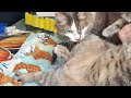 4 cats in 4 mins: how to cut a cat's nails