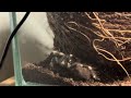 my tarantula is a hard worker💪🏻😊Nhandu Chromatus