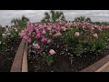 Balboa Park in San Diego California |  types of roses