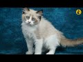 5 Reasons Why You Shouldn’t Get a Ragdoll Cat