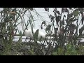 Great Egret seen from Mt. Vernon Bike Path near Cameron Run along the Potomac River