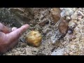 Finding Hidden Treasures: Gold Mining _ Unexpectedly, there is a treasure hidden in the earth