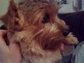 elke,our snorring norfolkterrier