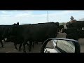 Freeway CATTLE Drive 🏜️