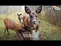 Tiny Baby Deer Asks People to Rescue Her | The Dodo Wild Hearts