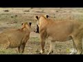 One Tough Warthog | Deadly Instincts