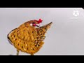 Hen hand embroidery 🪡 | chicken embroidery 🧵  🐓 |Tips world embroidery