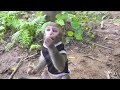Baby monkey Abu drive Fruit Truck with WATERMELON & UMBRELLA go on a picnic | World of cute animals