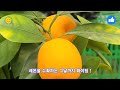 먹고남은 레몬씨앗 으로 반려식물 레몬트리 키우기 비법대공개 : 나래이션 빈예서