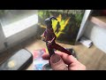 Xenoblade Chronicles 3 | Noah and Mio Amiibo | Unboxing