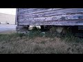 Wild kitten under the barn