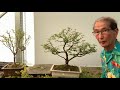 Creating Fuji Cherry Bonsai