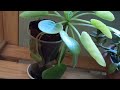 Мои цветы на северном окне/Алоказии стрептокарпусы/My flowers on the north window/Alocasia grows