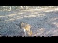 Bucks on camera