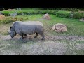 [4K] Kilimanjaro Safaris AMAZING NEW SCRIPT 2024 Disney's Animal Kingdom | Walt Disney World