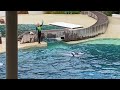 Backyard Eden Gardening - SeaWorld Dolphin Show