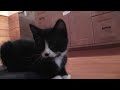 Nornie & Her Kittens - Vlog #20 More Adoption News