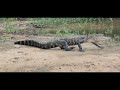 choctawhatchee river houseboat moving adventure with @zachfskipper and Wallace the alligator