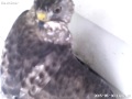 Hawk Gets Bird