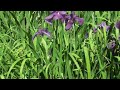 Appreciation of irise in Ohike Park, Japan