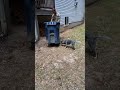 Blue Heeler attacking wheels