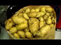 Doug's Allotment - Blight in June/July - Potato Harvest