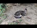 The Funniest Sleeping Moments of Cute Cats.  #catmeow , #catfood , #happycats,  #cat, #catvideos