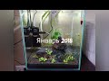 Мой 30 л аквариум в марте/Остались пара эндлеров и креветки/My 30L tank with shrimp and guppy endler