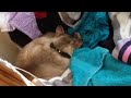 Cat snore