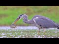 Grey Heron birds fishing