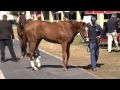 Educational-Buying a Thoroughbred