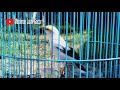 Starling Bird Chirping very melodious and amazing. episode 27