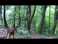 Buck follows doe during the rut. Trailcam views.