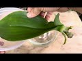 This Magic Water Revives 1 Orchid Leaf Instantly Very Easily