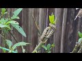 Caterpillars shoving ladybug