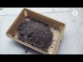 Homemade fertilizer for lemon plants/इस खाद को नींबू के पौधा फलों से भर जाएगा और फूल झड़ेंगे भी नहीं