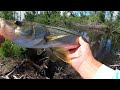 FIRST TIME I'VE FISHED THIS PIER IN YEARS! Cape coral canal/Pine island pier fishing October 2023