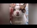Funny Dog And Cat Videos 🐱 Best Funniest Catss Video 2024 😂🐕